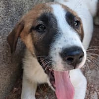 TIC, chien à adopter