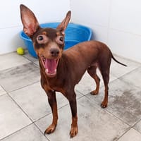 CANELA, chienne à adopter