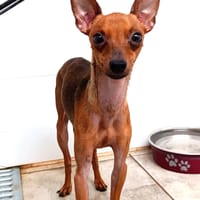FRAN, chien à adopter