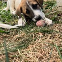 TAC, chien à adopter