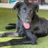 BENTLEY, chien à adopter