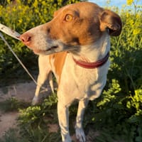 MARTINA (Martina), chienne à adopter