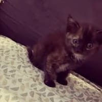 AIMI, chatte à adopter