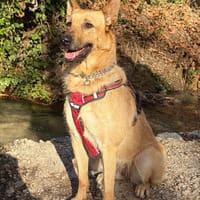 MILKA (MANGANA), chienne à adopter