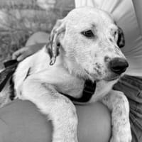 PEKA (ANIMALEA), chienne à adopter
