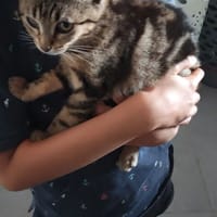 GRISOU, chat à adopter