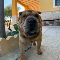 SUMO (MARTINA), chien à adopter