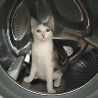 SPIDER, chat à adopter
