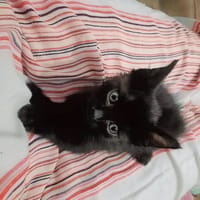 CROCHET, chat à adopter