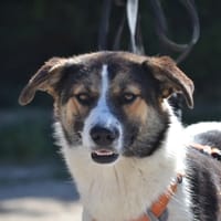 ISLA, chienne à adopter