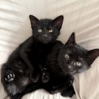 Selma & Colette, chatte à adopter