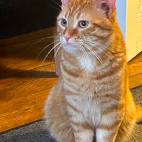 Dune, chat à adopter