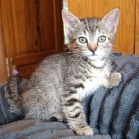 Jisoo, chatte à adopter