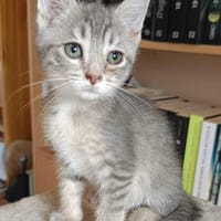 Louya, chatte à adopter