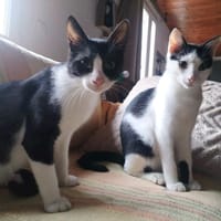 Paco et olympe, chat à adopter