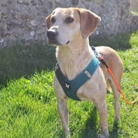 Titi, chien à adopter