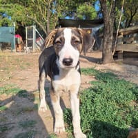 Tao, chien à adopter