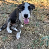 Nova, chienne à adopter