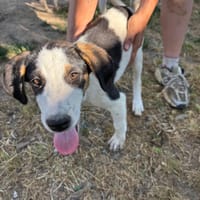 Dot, chienne à adopter