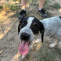 Plum, chienne à adopter