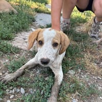 Cha, chienne à adopter
