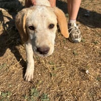 Jacob, chien à adopter