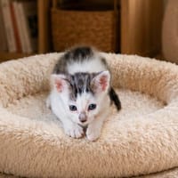 ZIGGY, chat à adopter