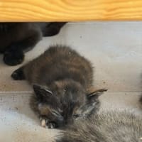 TORTIE, chatte à adopter