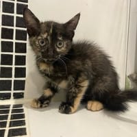 KOQUET, chatte à adopter