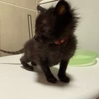 SPIDEY, chat à adopter