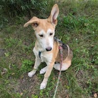 Kleiner Nanook🌺 wünscht sich Kuschelflat, Hund zur Adoption
