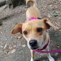 Kinderliebe Kiwi sucht ihr Heim, Hündin zur Adoption