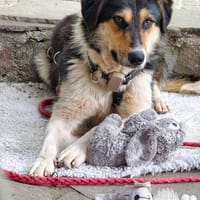 Freude auf vier Pfoten, Hündin zur Adoption