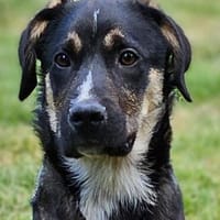 Nemo, Hund zur Adoption