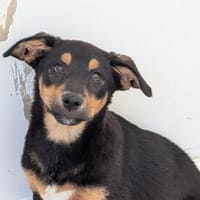 Sonnenschein sucht Zuhause, Hund zur Adoption