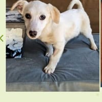 Knut der kleine Eisbär sucht, Hund zur Adoption