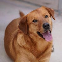 Marie ist in der Tierherberge Donzdorf, Hündin zur Adoption