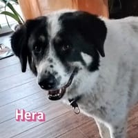 Hera - freundlich und menschenbezogen, Hündin zur Adoption