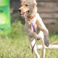 Jungspund Bolle - sehr menschenbezogen und verschmust, Hund zur Adoption