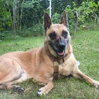 RUBY in 91616 Neusitz sucht, Hündin zur Adoption