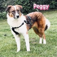 Peggy - verschmust und verspielt, Hündin zur Adoption