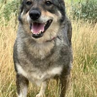 ❤ Sara  treue Seele sucht endlich ihr eigenes Zuhause ❤, Hündin zur Adoption