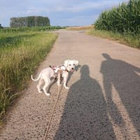 Maggie - perfekter Familienhund, Hündin zur Adoption