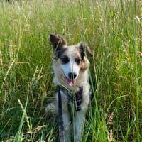 Yuna sucht ihr Für-immer-Zuhause ❤, Hündin zur Adoption