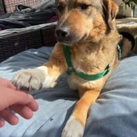 ruhige, menschenbezogene Alena, Hündin zur Adoption