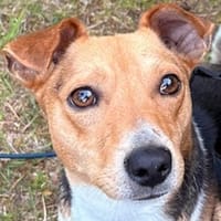 Danos, geb. ca. 06/2024, 95168 Markleuthen, Hund zur Adoption