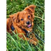 Matjes - wartet in 97993 Creglingen, Hund zur Adoption