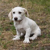 Luna - Traum vom eigenen Zuhause, Hündin zur Adoption