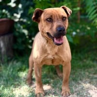 Bandi -Fröhlicher Herzenshund, Hund zur Adoption