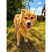 Xenia - wartet in 97258 Oberickelsheim, Hündin zur Adoption